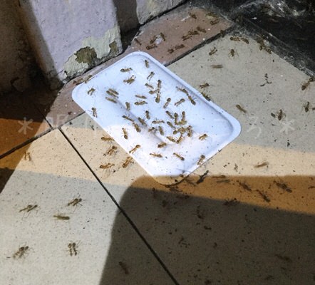 アリメツに蟻が集まってシロップを飲み干す様子