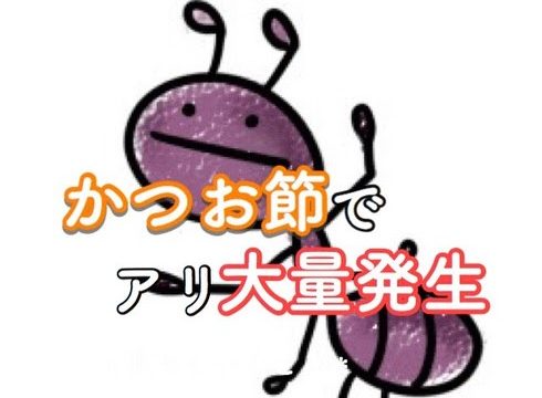 かつお節でアリが大量発生