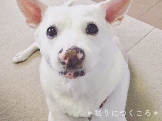 雑種の白犬マリさん