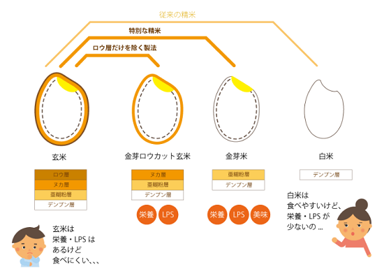 玄米と金芽ロウカット玄米、金芽米、白米の違い図解
