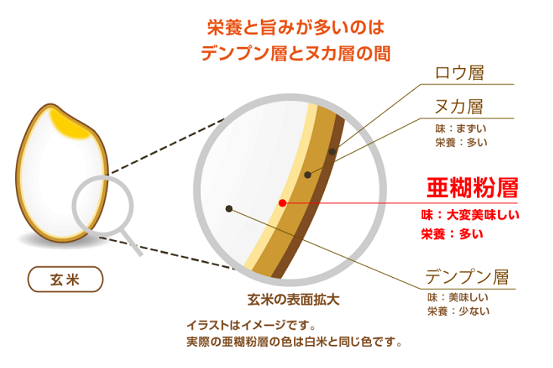 金芽米に残る栄養と旨みが多い亜糊粉層(あこふんそう)