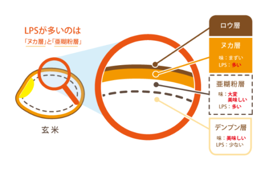 免疫ビタミンLPS（リポポサッカライド）が多い亜糊粉層（あこふんそう）が残っている金芽米