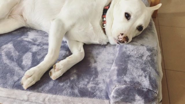 犬用ベッドの枕を使う白犬マリさん