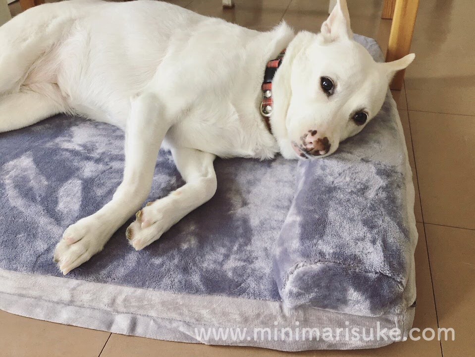 犬用ベッドの枕を使う白犬マリさん