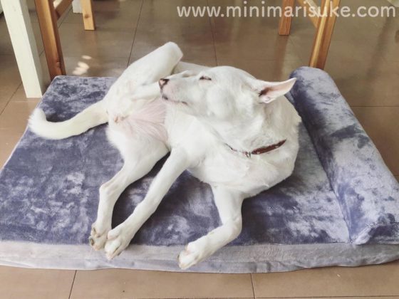 犬用ベッドの上でくつろぐ白犬マリさん