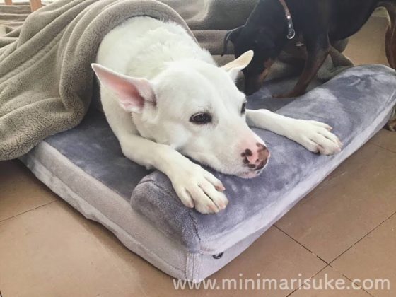 JoicyCo犬用ベッドの枕で毛布をかけてもらって寝る中型犬マリさん