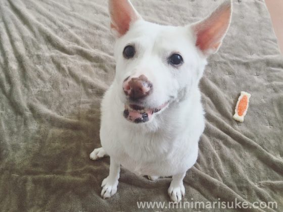 お風呂に入ってふわふわになった雑種の白犬マリさん