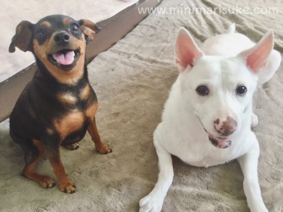 お風呂の後のおやつタイムでご機嫌な白犬