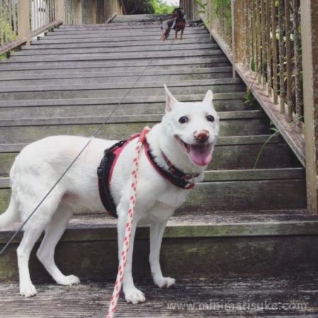 公園にて楽しそうな白犬マリとミニピン小町