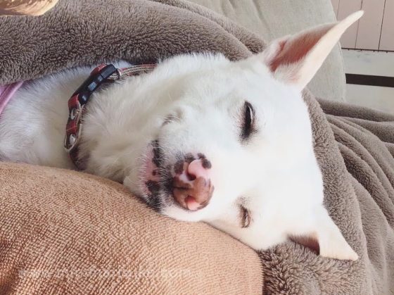 笑顔で眠る白犬マリさんの寝顔
