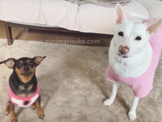 白犬マリさんとミニピン小町のツーショット