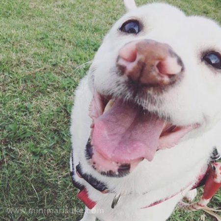 公園にていい笑顔を見せる白犬マリさん