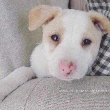 かわいすぎるマリさんの子犬時代