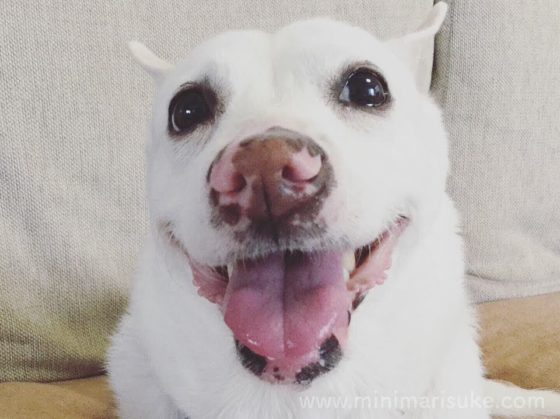 てへ顔の白犬マリさん