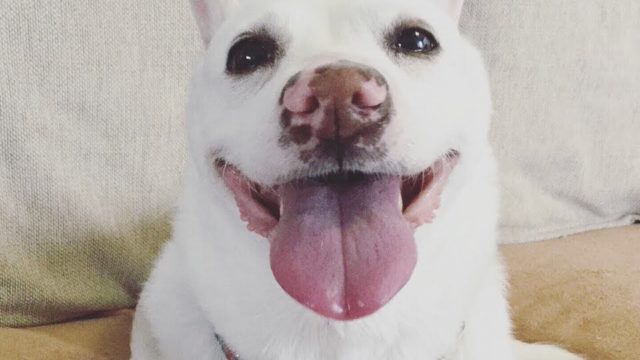 9歳になった白犬マリさん